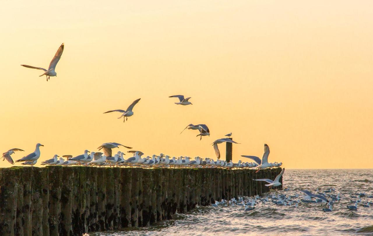Boszicht 4 aan de Kust Villa Oostkapelle Buitenkant foto