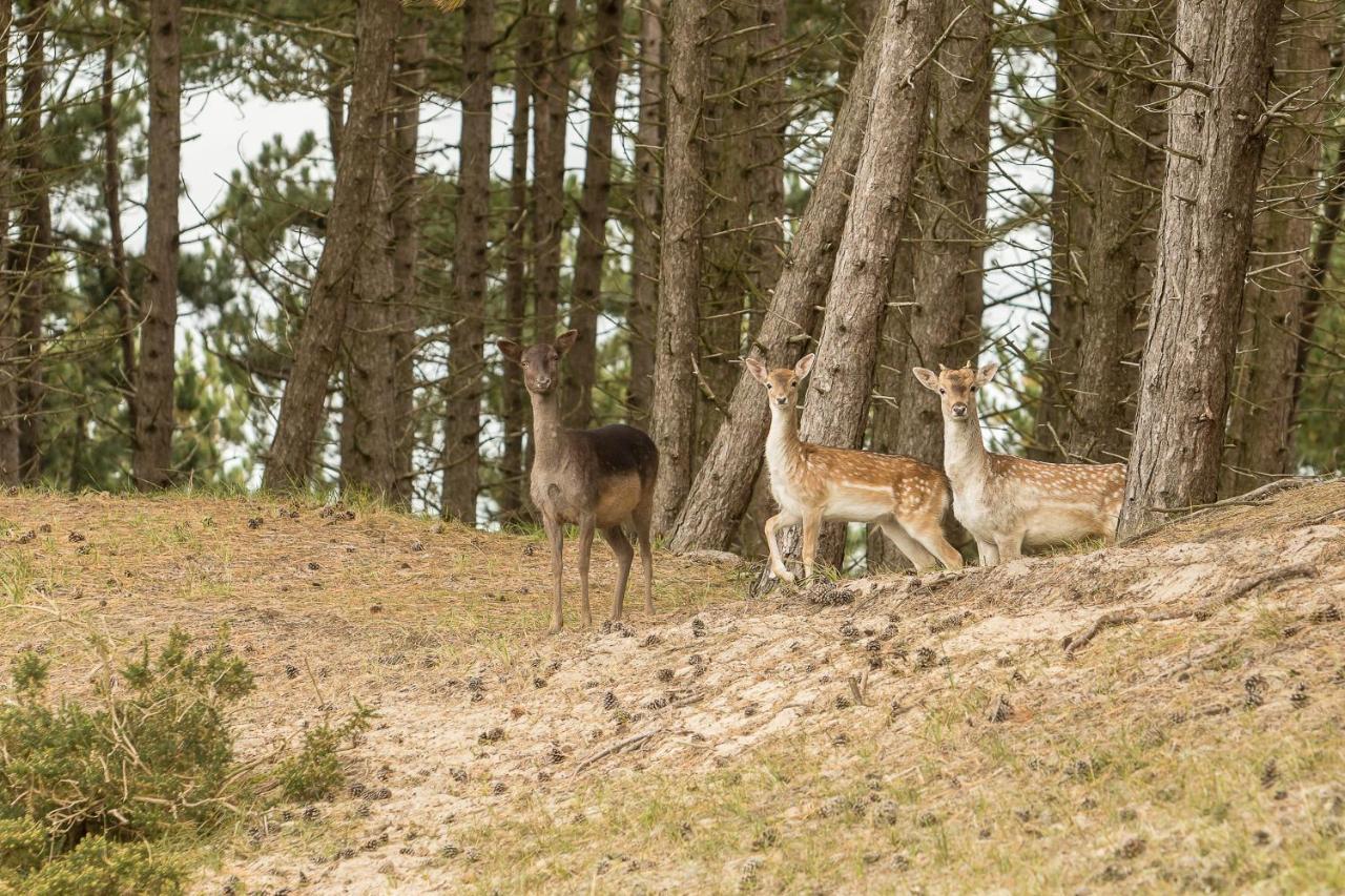 Boszicht 4 aan de Kust Villa Oostkapelle Buitenkant foto